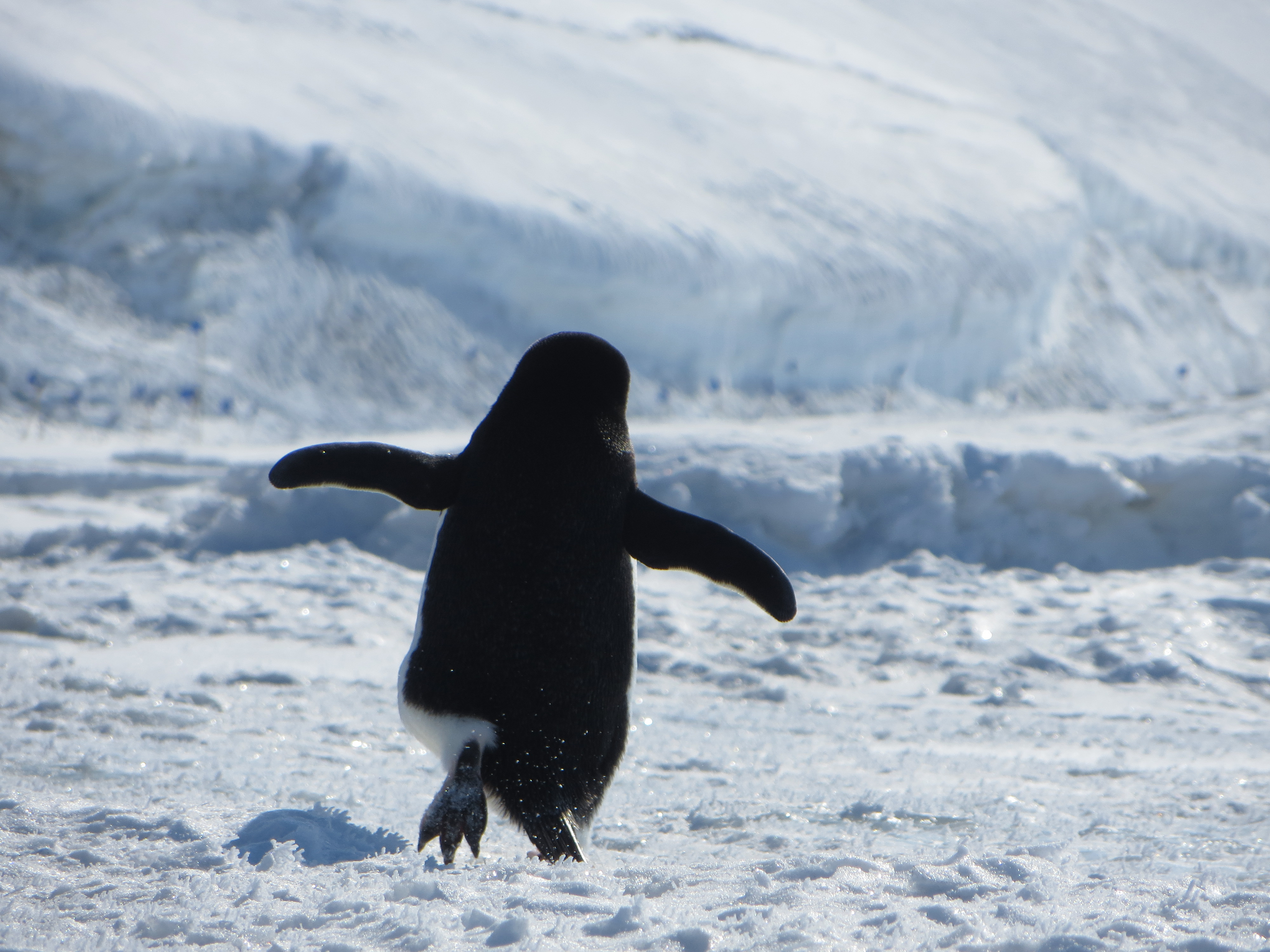 Adelie penguin in a hurry - Alison Banwell